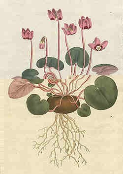 Oswald : Airs for the seasons - Cyclamen (Kbd) : illustration